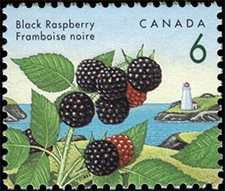 Timbre de 1992 - Framboise noire - Timbre du Canada