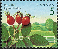 Timbre de 1992 - Cynorrhodon - Timbre du Canada