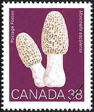 Timbre de 1989 - Morchella esculenta, La morille ronde - Timbre du Canada